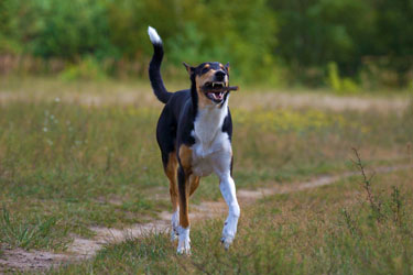 Hundebetreuung Friedrichshain 1
